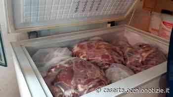 Capua, scoperto macello abusivo: sequestrati 26 maiali - L'Occhio di Caserta