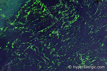 Center for Arts, Design, and Social Research Presents Ancestral Cosmovisions/Territories of Action - Hyperallergic