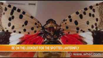 Experts want New Yorkers to watch for spotted lanternflies