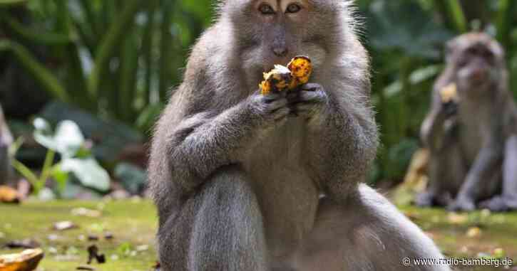 Hungrige Affen überfallen Häuser auf Bali