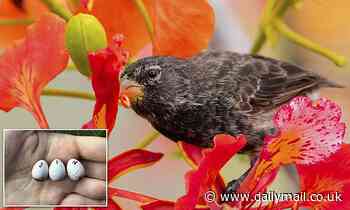 Birds start learning to chirrup before they hatch, study says 