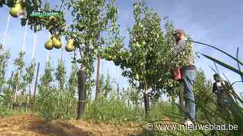 Perenpluk gaat van start