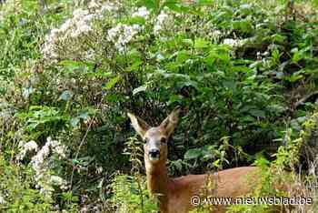 ‘Rode wandeling’ van 4 km laat je kennismaken met de prachtige natuur van het Heibos
