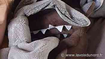 Arras : SOS Doudou perdu le long de la Scarpe - La Voix du Nord