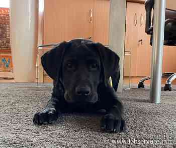 Arras. Un agent municipal à quatre pattes - L'Observateur