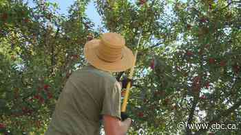 Calgary Harvest works to gather backyard bounties