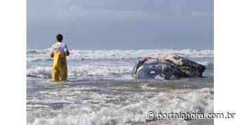 3º caso do ano: outra baleia jubarte é encontrada morta no trecho entre Imbituba e Laguna, desta vez enrolada em rede de pesca - Portal AHora