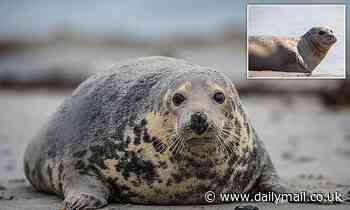 Seal numbers in the Thames have fallen by 12%, report reveals