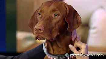 Dana Perino: Goodbye, Jasper - Fox News