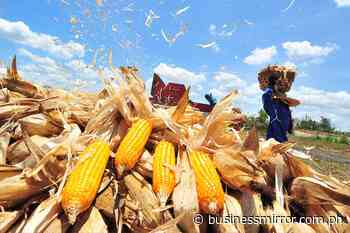 Improving corn yield will benefit livestock, poultry sectors–DA | Jasper Y. Arcalas - Business Mirror