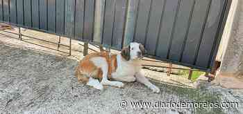 Habitantes tiran animales muertos en calles de Cuernavaca - Diario de Morelos