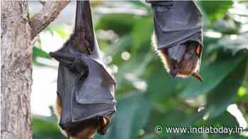 How is Nipah virus different from coronavirus? - India Today