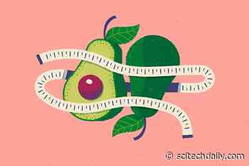 Avocados Change Belly Fat Distribution in Women Toward a Healthier Profile