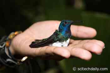 Female Hummingbirds Look As Flashy as Males To Avoid Harassment
