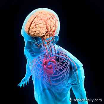 Gut and Heart Signals Affect How We See Ourselves: Weak Connections Linked to Body Shame and Weight Preoccupation