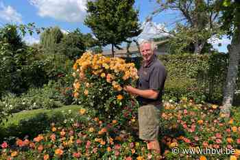 Luc stelt tuin met 7.000 rozen open voor bezoekers - Het Belang van Limburg
