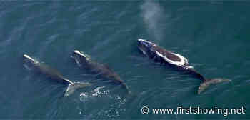 Save the Whales! Official Trailer for 'Last of the Right Whales' Doc