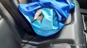 Poliziotti soccorrono un gabbiano con un'ala spezzata in piazza Santa Maria - Luccaindiretta - LuccaInDiretta