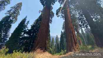 Climate crisis threatens one of California's iconic natural wonders