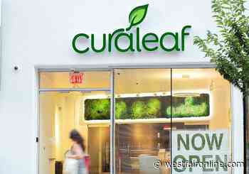 Why wait? Curaleaf, nation's largest cannabis company, says get medical card now, ahead of retail rollout - Westfair Online