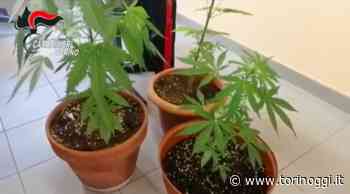 Arrestato il custode di un'azienda di Orbassano: all'interno dei cancelli coltivava marijuana - TorinOggi.it