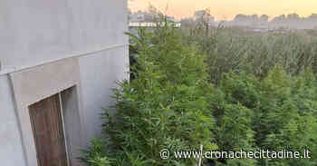 Ardea. Scoperta una piantagione di marijuana. Sequestrati 360 chilogrammi di droga e arrestato il... coltivatore diretto - Cronache Cittadine