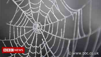 Spider season: Why your home might feel full of arachnids right now