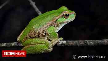 Saving Australian frog species on the brink of extinction