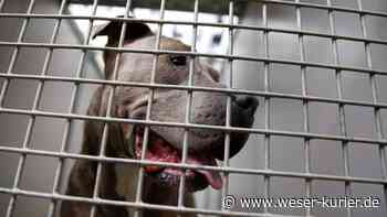 Vorfall in Lilienthal: Staffordshire-Bullterrier-Rüde beißt Hündin tot - WESER-KURIER - WESER-KURIER
