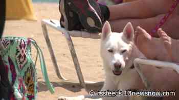 Dog Days Are Here: Virginia Beach lifting restrictions for furry friends; tips to keep them safe
