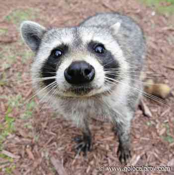 Rhode Island Couple Exposed to Rabid Raccoon - DEM Urges Public Not to Feed Wildlife - GoLocalProv