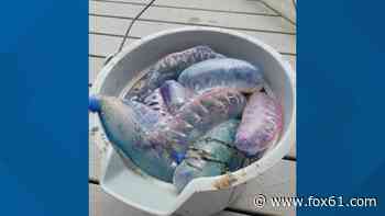 Men o' War spotted at Rhode Island Beach - FOX 61