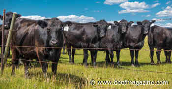 Beef productivity trails other proteins
