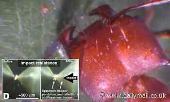 Ants' bites are so powerful - and painful - because their teeth are made of ZINC, scientists find 