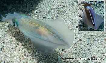 House hunters! Male squids look for homes for their female mates to lay eggs, study shows