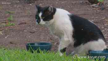 UT Austin community cares for campus cat after landscaping removes his home - KVUE.com