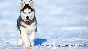 Zwölf tote Huskies: Schlittenhunde in Dobel offenbar vergiftet