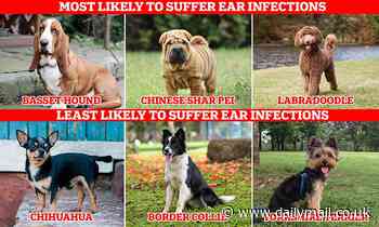 Scientists reveal the dog breeds most affected by ear infections - with Basset Hounds topping list 