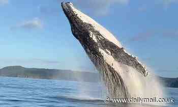 Scientists discover why some marine mammals stick with tried and tested tunes