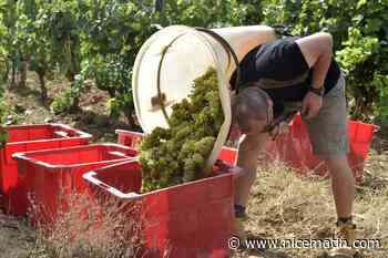 La production française de vin devrait chuter de 29% en 2021, à un niveau "historiquement bas"