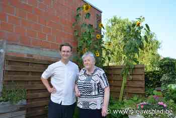 Christiane kweekt hoogste zonnebloem in wedstrijd: “Het doorbrak de sleur van de lockdowns”