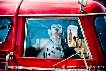 Si je vois un animal enfermé, en plein soleil, dans une voiture, est-il possible de briser la vitre?