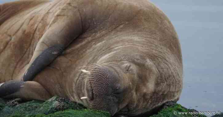 Seltener Gast: Walross auf Nordsee-Insel Baltrum gesichtet