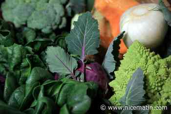 Pour polluer moins et consommez mieux, vous pouvez désormais vérifiez si les légumes et fruits que vous mangez sont de saison