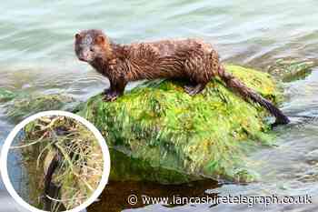 Colne woman mistakes predatory mink for an otter