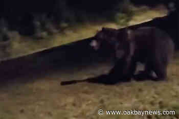 Grizzly bear bluff charges man in Kootenay town – Oak Bay News - Oak Bay News