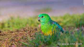 Animals are 'shape shifting' in response to climate change