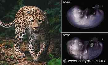 Scientists identify a gene that forms fur patterns in cats