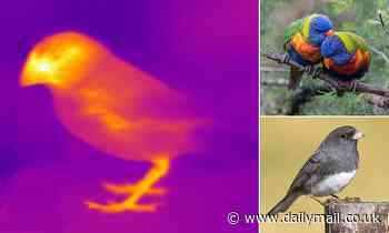 Climate change: Some animals are changing shape to better regulate body temperatures as Earth warms