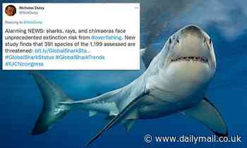 Nearly 40% of all shark and ray species near extinction from overfishing and climate change: study